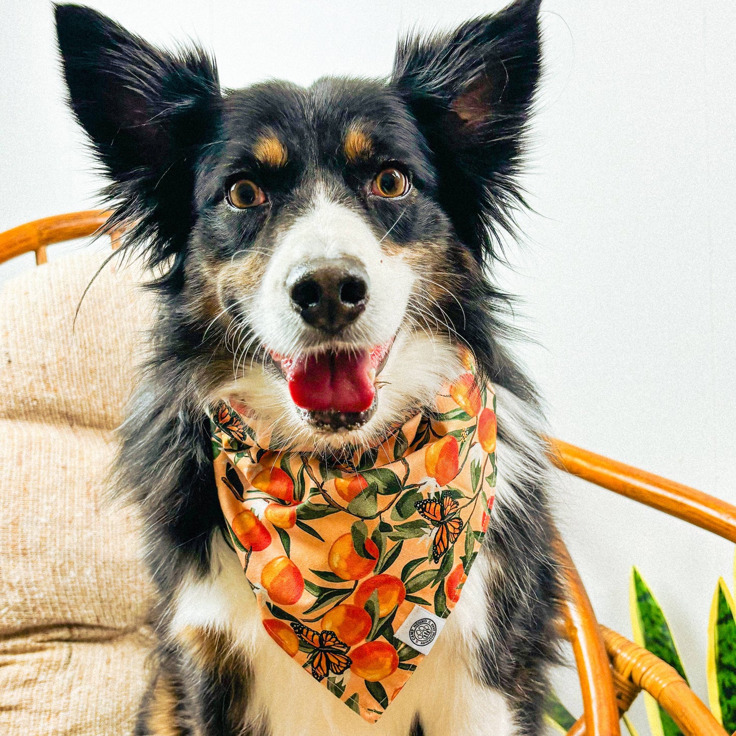 Clem Dog Bandana