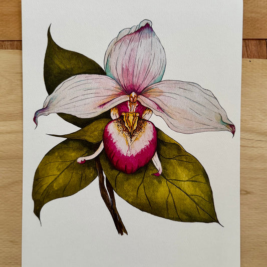 Pink Lady Slipper Print
